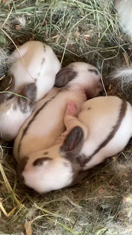 Iepurași fluture german #iepuriromania🇷🇴🐰🐇🏆🏅 #pasiuneiepuri #foruyou #viral #iepuribaby 