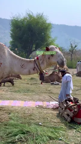 Parwara Oshanoo Mela Darazinda.             #support 