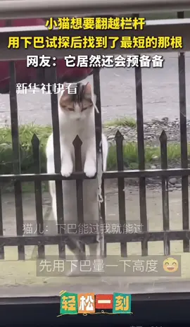 准备跳的那一刻笑翻了😹😹😹😹😹#cat #petlovers #😂😂😂😂😂 #funnyanimal 