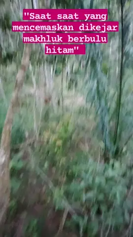 Saat saat yang mencemaskan apabila dan mendebarkan apabila dikejar oleh makhluk berbulu hitam dan besar ketika masuk ke kebun di waktu petang. #makhlukberbulu #berukbesar #gorilla #dangerous #seram