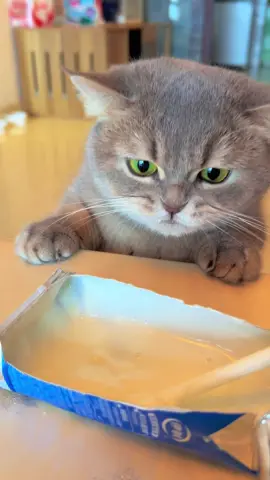 Handmade silicone squishy cats 🐱 Check Bio! #catlover #germancats #crazycats #catplay #cat #cats #catdance #winter #highlight #highlightreel