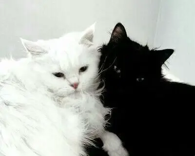 no trick all treat  #fyp 