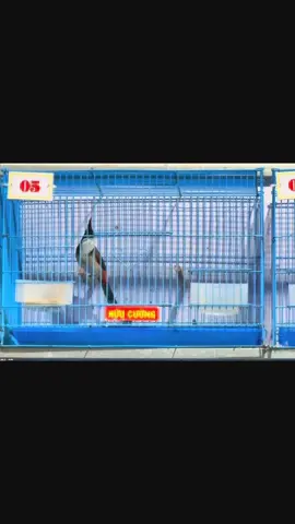 #gialai #CB #81 #81gialai 