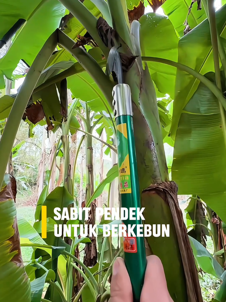 Sabit pendek untuk berkebun #tukangkebun #sabit #gardentools #sabitrumput #sabitpisang 
