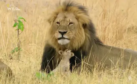 Давать проду? #africa #Lion 