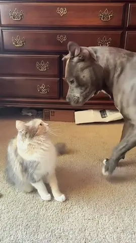 Try not to laugh 😂😂😂 #animals #dog #pet #haha #cat 