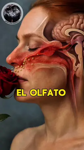 El viaje invisible de un aroma: así funciona el sentido del olfato. #medicina #micuentamedica #consejosdesalud #saludybienestar #drwilliamguerrero 