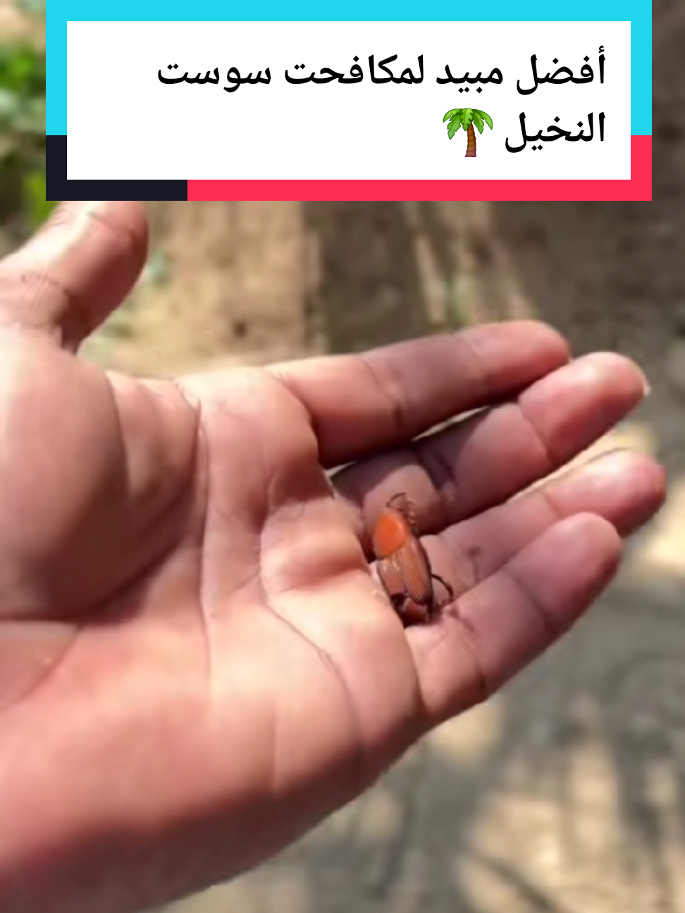 أفضل مادة فعلا لمكافحت سوست النخيل 🌴