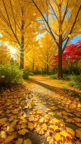 Hương Thầm ...!!!                                             #Mylove 💜💜#xuhuongtiktokk #bolero #foryou #CapCut 