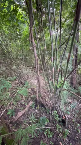 ตั้งด่านสักหน่อย🐗🐾 #พรานอนุบาล #ชอบเที่ยวป่า #นิยมไพร 