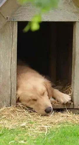 😂 Die Gans bewirft den Hund in seinem Hundehäuschen mit Wassermelonen. 😅 #sora #spaß #hund #fyp #tiere 
