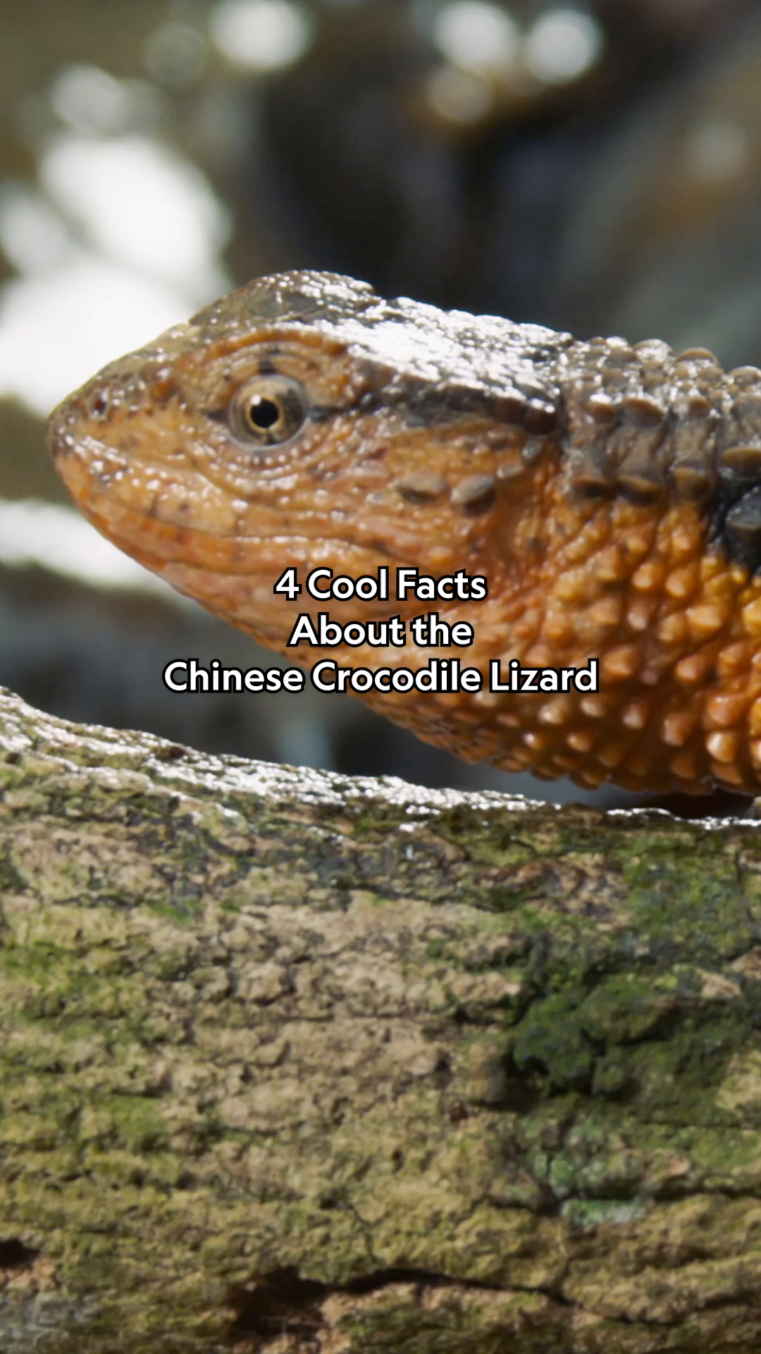 Is it a crocodile in disguise? Or just the strangest lizard alive? 🐊🦎 🎥: #WildVietnam