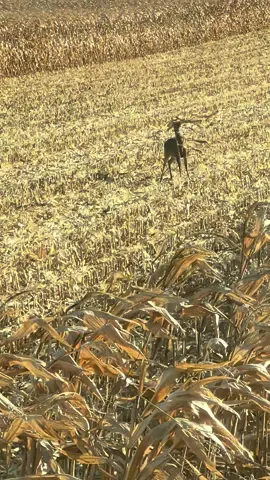 The things you see while harvesting #farmtok #indianafarmer 