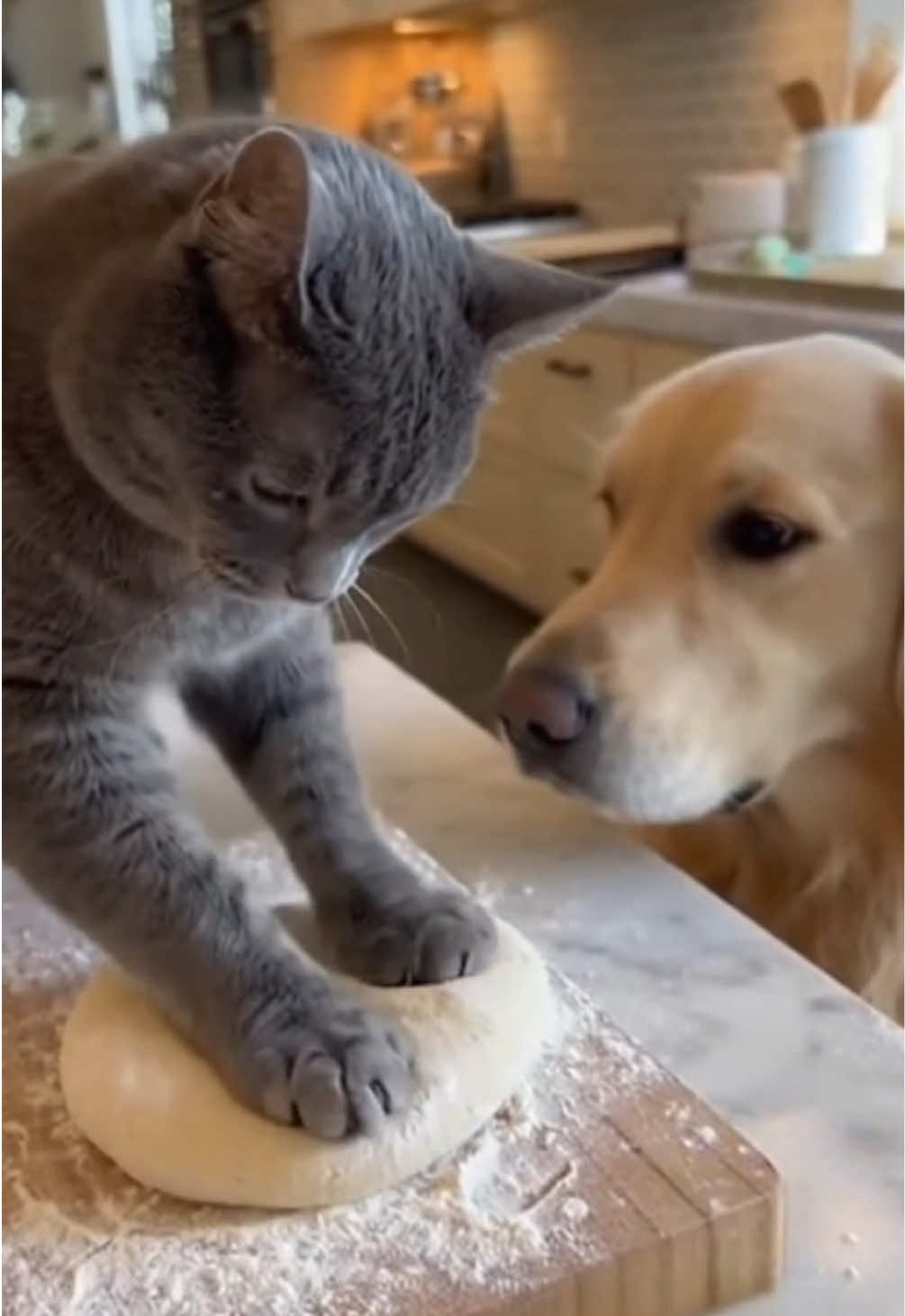 Dog sneezed at the wrong time 😹🐶 #cat #dog #pet #funny #fyp 