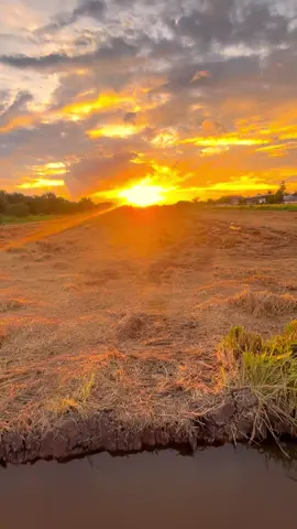 คิดฮอดเจ้าเด้อ🤍##ธรรมชาติบ้านนอก🍃##วิวบ้านนอก🍃##ทุ่งนาตอนเย็น##ยืมลงสตอรี่ได้น่ะ##หนองบัวบัวลําภู