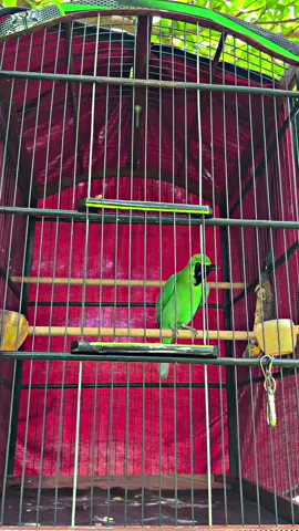 Masi dengan yg lama 😌#ijomania #cucakijoindonesia #storykicauindonesia #ijojamtrok #fyp 