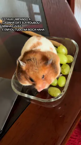 MEU DEUSSSS HAHAHA #fyp #fy #hamsters 