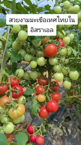 #แรงงานไทยในอิสราเอล🇹🇭🇮🇱 