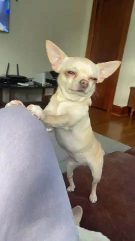 ALLLLLLLLL the stretches! #bigstretch #chihuahua #dogsoftiktok #chihuahuastiktok #foryoupage 