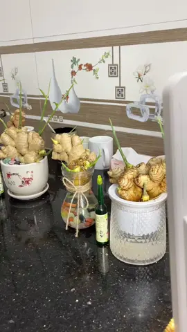 dung dịch dưỡng cây , củ phát triển ra mầm xanh tốt dùng thuỷ sinh, đất , cát đều được#dungdichthuycanh 