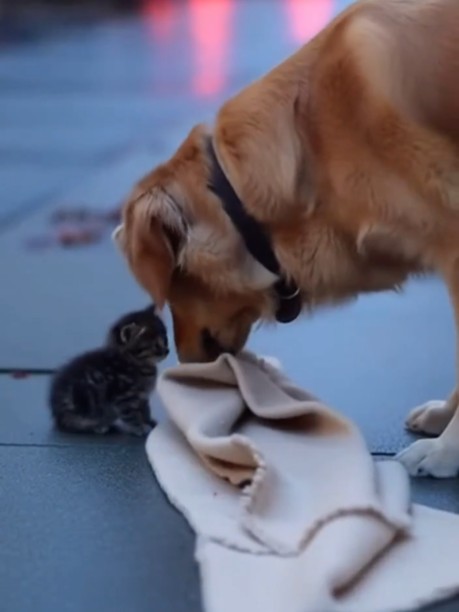 Dog Shows Kindness: Warming a Shivering  ♥️Kitten .... #AnimalKindness #DogLovesCat #KittenRescue #Heartwarming #CuteAnimals