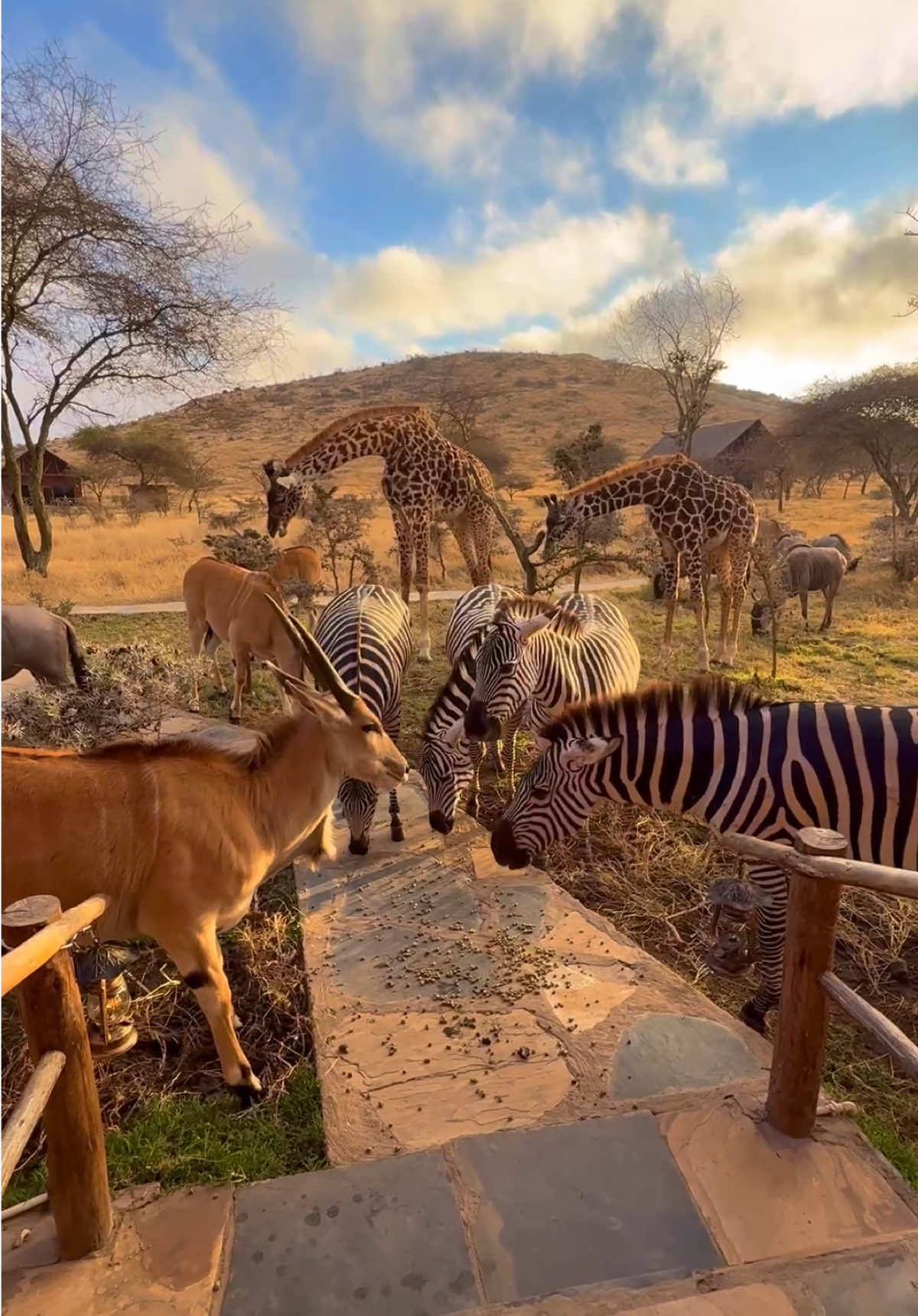 Your sign to visit Africa.