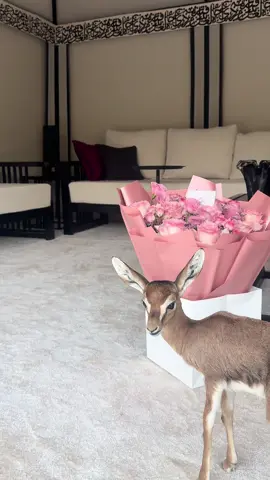 وانت عندي .. يابعد كل الخلايقِ  ‏خير وجه وخير قلب وخير مكسبّ🤍