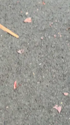 josjis senajan montor jambret #rxkingblue💙 #rxkingpakgurustyle #xyzbca #trending #rxkingindonesia 