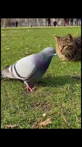 #จ่ายแพงไปทำไม #ทาสแมวของแทร่ #Viralcattiktoks #แมวที่เล่นกีต้าร์ได้นิดหน่อย #คลิปนี้ต้องฟีด  