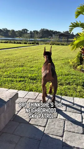 Protecting us from birds #dobermanpinscher #protectivedog 