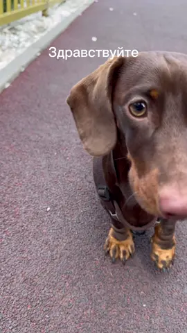 Вот такой вот я охранник 🐾 #такса #taksa #dachshund #nsk #novisibirsk 