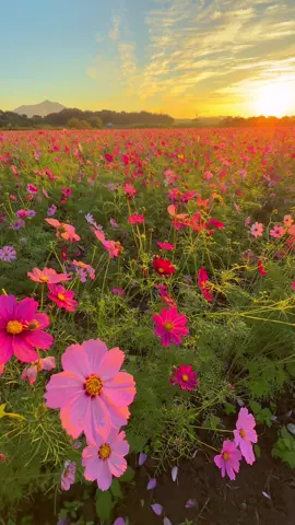 Cosmos flowers and sunrise with Mt.Tsukuba in the background at Kokaigawa Fureai Park in Ibaraki prefecture.
--- 📲2024/10/31 by #iphone16promax 
— 茨城県、小貝川ふれあい公園のコスモスと筑波山と日の出。