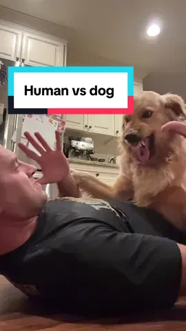 Playing with my friendly golden retriever, part 2. #fyp #foryoupage #dog #brazilianjiujitsu #jiujitsu