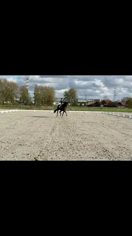 What’s a stunner just a 5yo #horselover #horse #horsesoftiktok #horsegirl #horsetok 