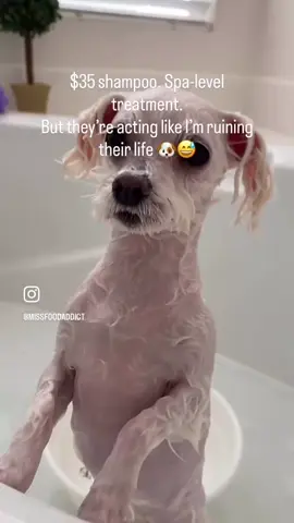 What a tough sad life having to suffer through a warm cozy bath 🛀 and being washed with a $35 shampoo. #thisishowweroll #dogsoftiktok #maltesedog #happydog #bestdogever 