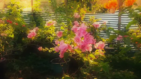 Dear ate Emman, I hope you're somewhere safe, I hope your soul rests peacefully in heaven. You were an amazing person and you left with us the kindness you wished for everyone.  #foryou #fyp #nature #naturecore #beautyofnature 