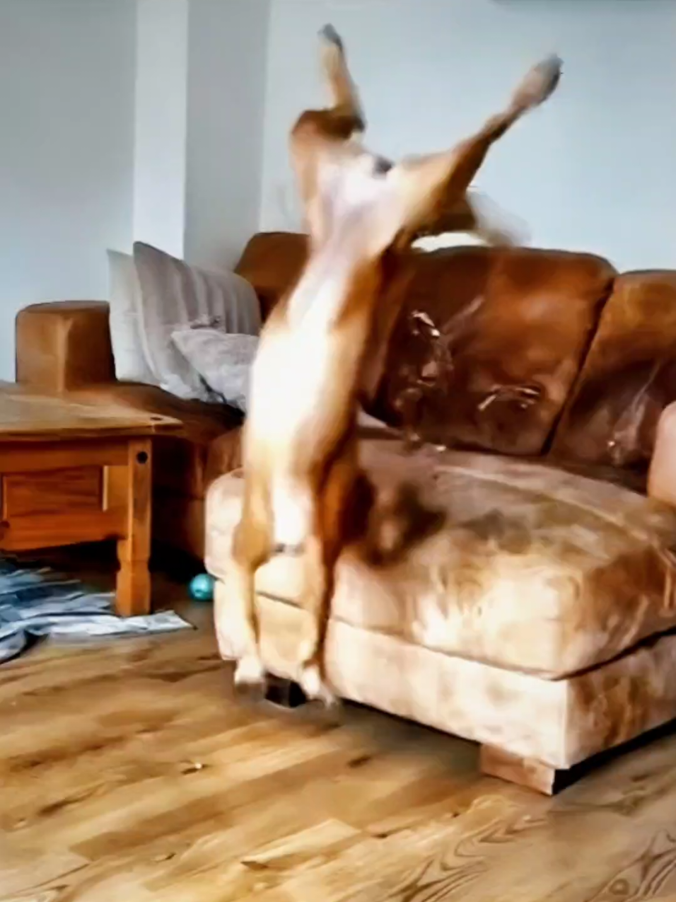 🤣Funny Animals 2025🤣Funny Dogs Video🐶 part-211 #funnyanimalvideos #funnyanimals #funnyvideos 