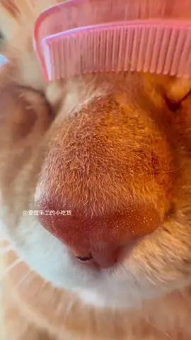 hello satisfying scratch scratch scratching at nose. #asmrsounds #asmr #catsounds 