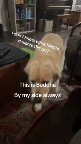 The most gentle soul I’ve ever met in a dog. No mean bones #fyp #mydog 