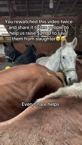 You rewatched this video twice and share it to ten people to help us raise $2700 to save them from slaughter😭🥹#fyp #viral #goviral #horses #newyork 
