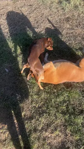 #dogsoftiktok #dog #foryoupage #fyp #505 