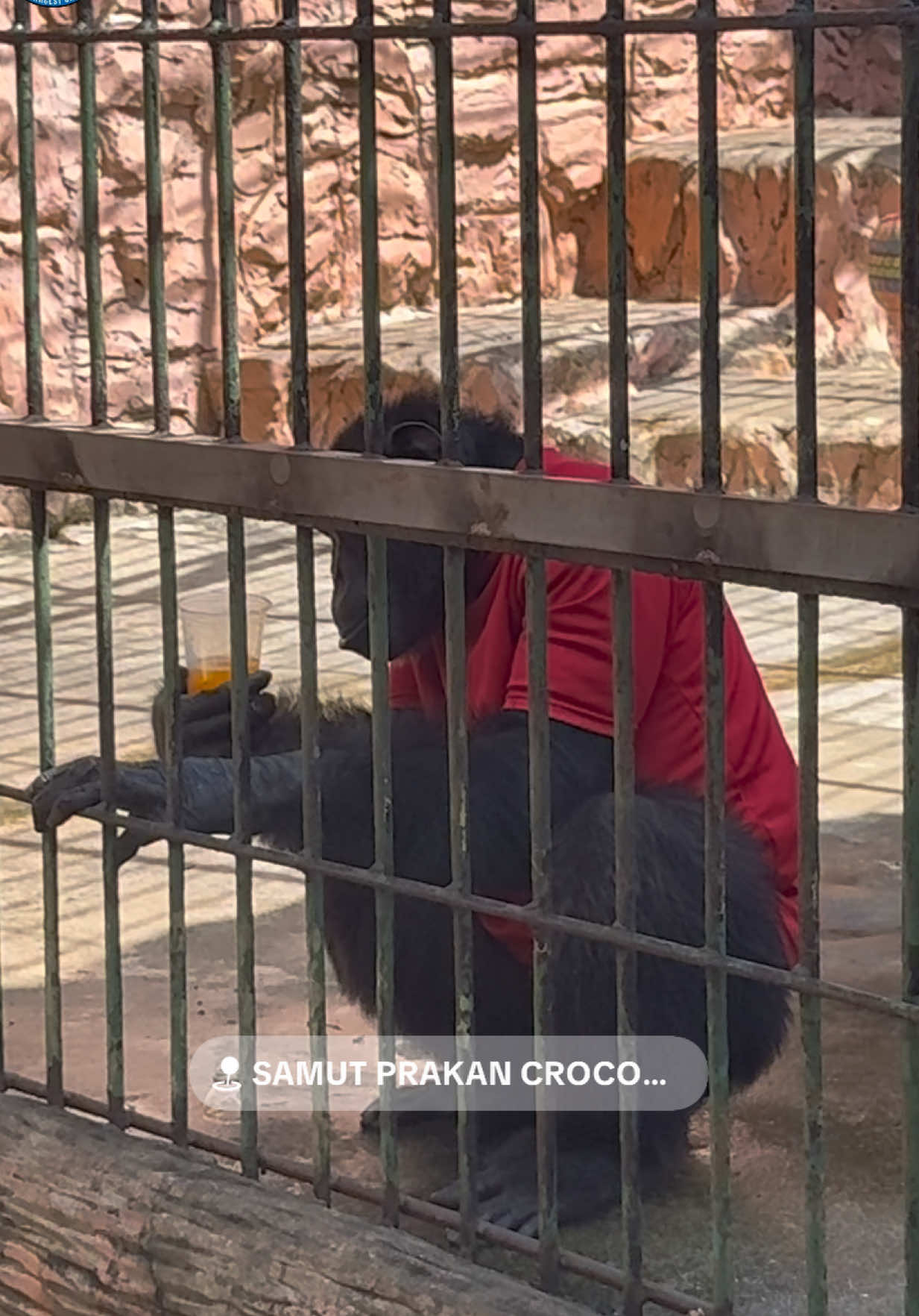 🦍🦍 การดื่มน้ำส้มคั้นที่ถูกต้อง ✔️🍹🍊#เอ็มโดโด้ #ตัวตึงฟาร์มจระเข้ #ตัวตึงฟาร์มจระเข้สมุทรปราการ #SamutprakarnCrocodileFarmAndZoo #ฟาร์มจระเข้และสวนสัตว์สมุทรปราการ 