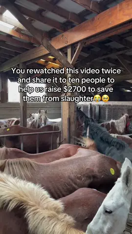 You rewatched this video twice and share it to ten people to help us raise $2700 to save them from slaughter😭🥹#fyp #goviral #sanctuary #horse #newyork 