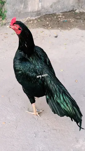 #aseel #aseelmurga #aseellovers 