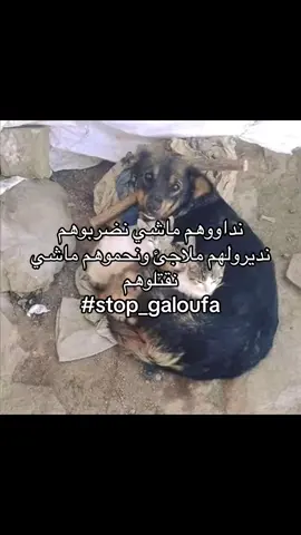 Stop galoufa in Algeria ✊🏻💔 #stop_galoufa_en_algérie  #stop_galoufa 