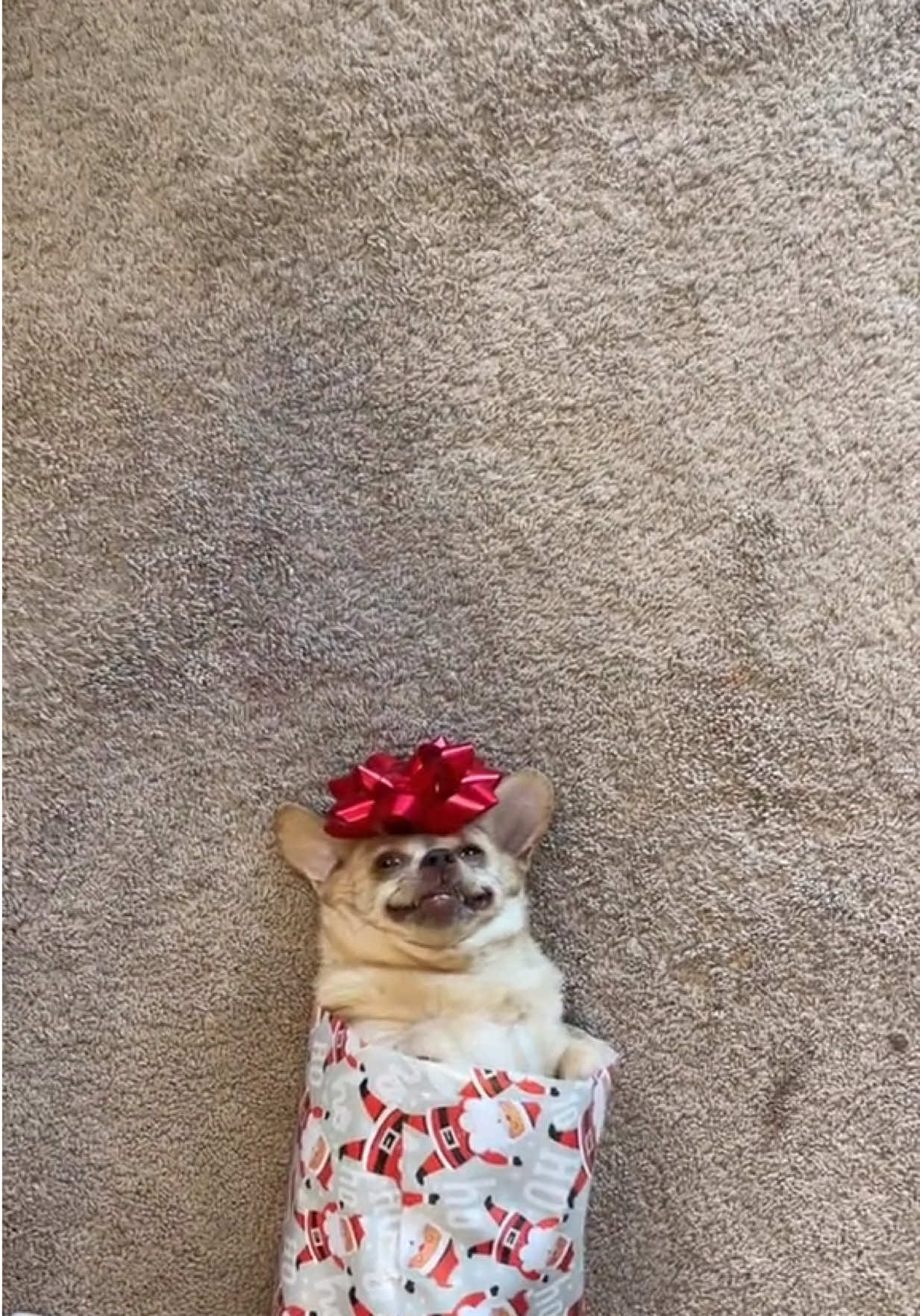 It’s timeeeeee 🎄🎁 #dog #dogsoftiktok #christmas #funny 