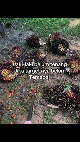 Cuma                                                        kuli#fyp #kulisawit #pemuatsawit #fyp