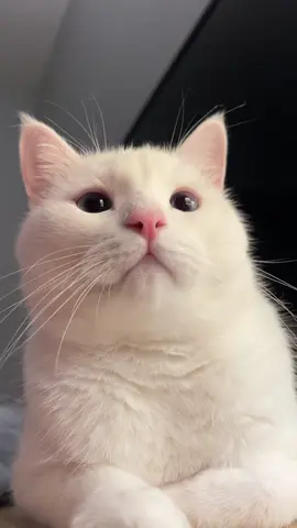 สุดหล่อของแม่ #แมวขาวมณี #กิ๊ซซี่กับกังฟู #pet #cat #สัตว์เลี้ยงtiktok 