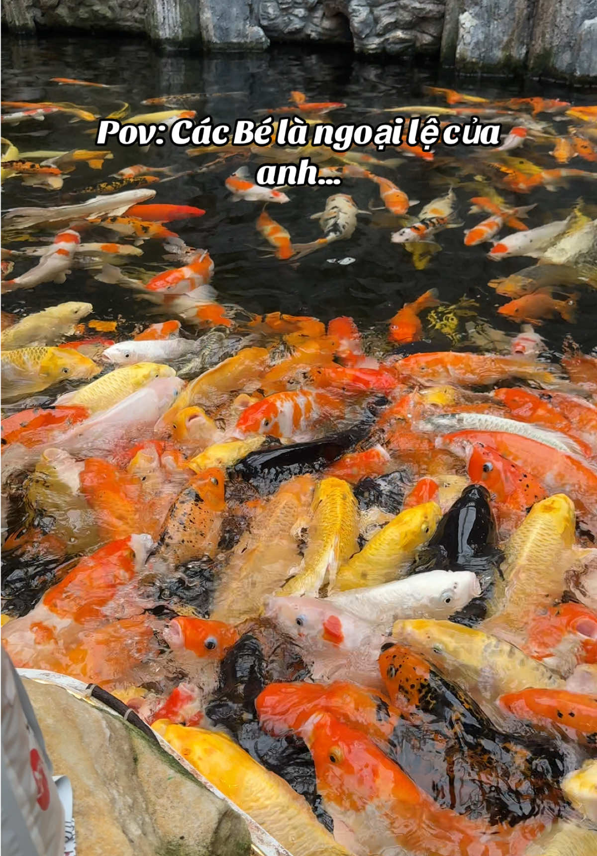 Pov: Tôi đã không tin cá của mình có thể lên màu nhanh thế cho đến khi chuyển qua dùng cám Akita ❤️🐠#camcakoi #thucancakoi #koifish #viralvideo #koi 