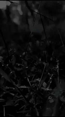 #story #statusvideo #statuswhatsapp #fyp 